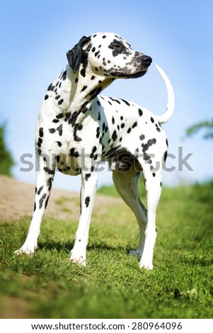 beautiful fun young dalmatian dog puppy resting in nature