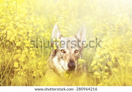 beautiful young Czechoslovakian wolfdog dog Saarloos Wolfhound puppy in flowers field