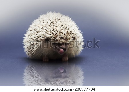 cute rodent african pygmy hedgehog baby color grey high snowflake