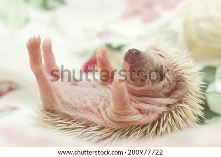 cute rodent african pygmy hedgehog baby