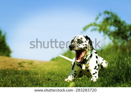 beautiful young Dalmatian dog resting in nature and yawns