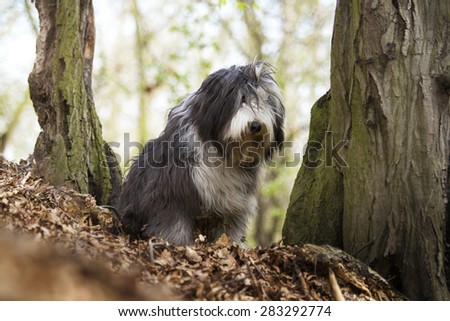 beautiful sad Bearded Collie dog Old English Sheepdog puppy in forest