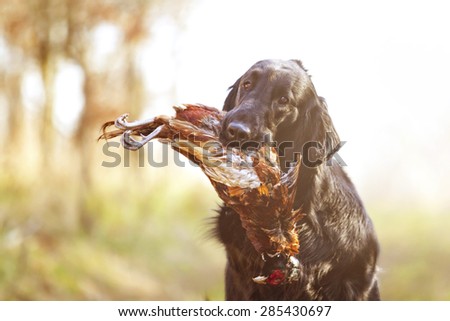 hunting beautiful fun flat coated retriever dog puppy with pheasant sunset