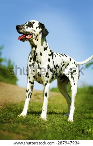 portrait of beautiful young dalmatian dog puppy in sky