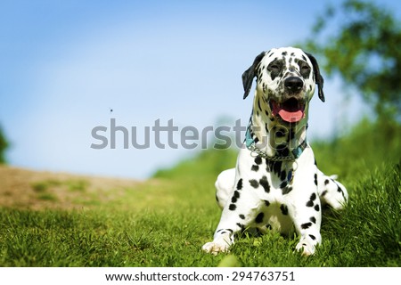 beautiful fun crazy dalmatian dog puppy in summer background