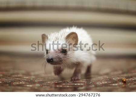 cute and fun young rodent hedgehog baby background