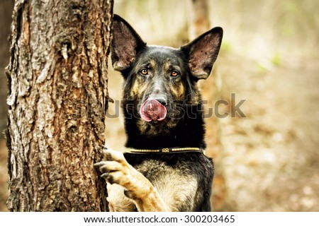 crazy fun german shepherd dog puppy dog trick in sunset forest