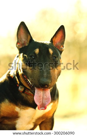 beautiful portrait english bull terrier dog puppy in sunset background