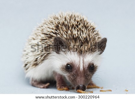 cute rodent hedgehog baby atelerix albiventris background