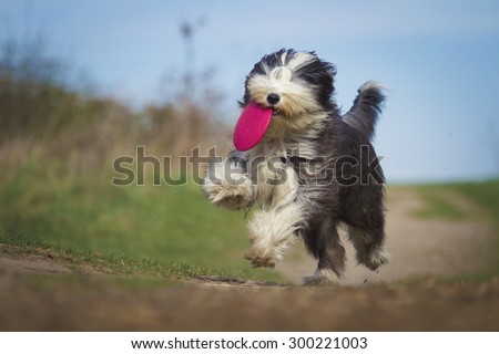 crazy Old English Sheepdog dog puppy with frisbee running