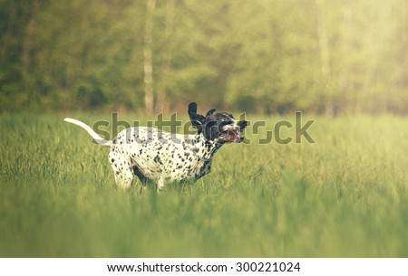 beautiful and fun young auvergne pointing dog puppy running flying and jumping in summer background