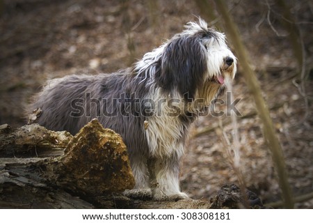 beautiful fun Bearded Collie dog Old English Sheepdog puppy in forest