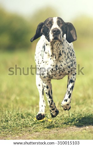 beautiful and fun young auvergne pointing dog puppy running flying and jumping in summer background