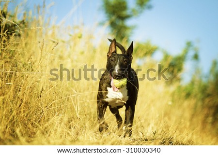 fun and comic english bull terrier dog or puppy flying jump and runnin playing with ball in summer sky outdoors ( dog trick )