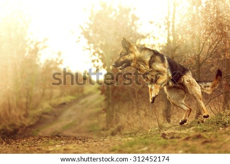 fun and comic german shepherd dog puppy dog trick and jump