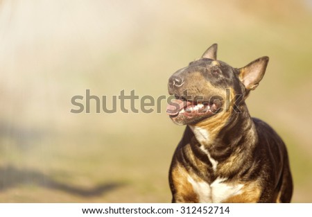 beautiful cute young english bull terrier puppy dog in sunset forest background