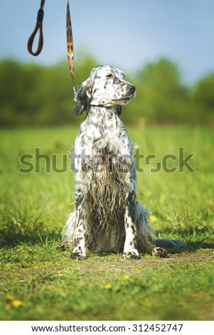beautiful fun english setter dog puppy hunting and sitting