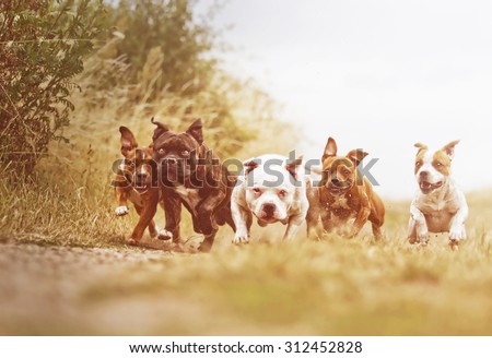 American Staffordshire Terrier dog with fun Staffordshire Bull Terrier puppy running in summer