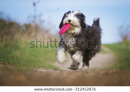 crazy Old English Sheepdog dog puppy with frisbee running
