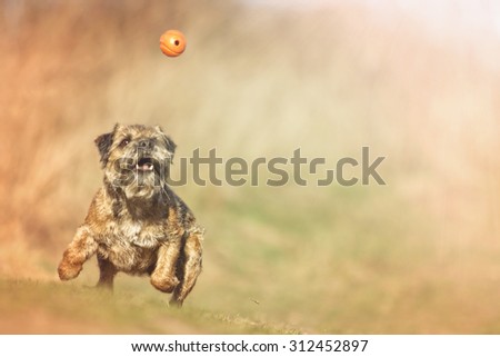 pretty fun crazy small border terrier dog flying jump running dog trick in summer nature