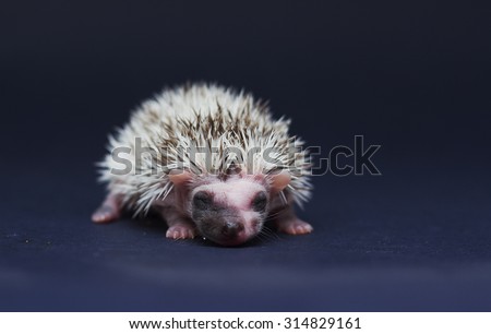 beautiful young sweet cute rodent african pygmy hedgehog baby color full blaze algerian chocolate pinto with white headspines
