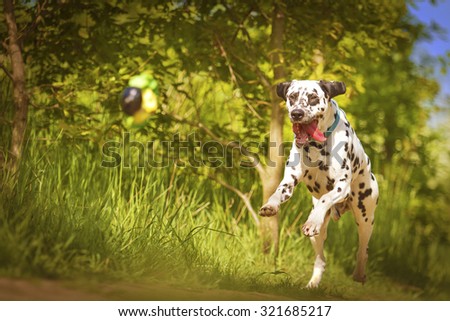 beautiful young and fun happy dalmatian dog or puppy running flying and jump comic dog dancing in summer nature