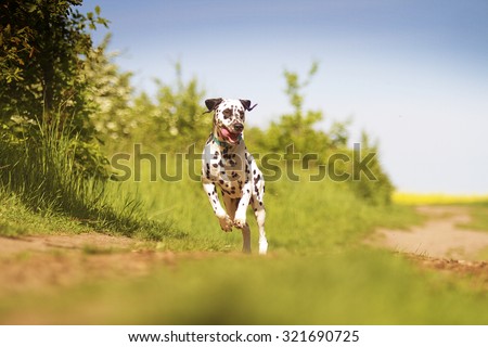 beautiful young and fun happy dalmatian dog or puppy running flying and jump comic dog dancing in summer nature