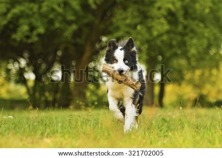 beautiful and fun border collie dog or puppy runs and carries a stick in its mouth playfully behavior