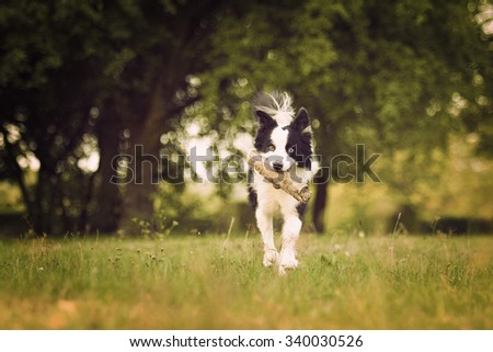 beautiful and fun border collie dog or puppy runs and carries a stick in its mouth playfully behavior