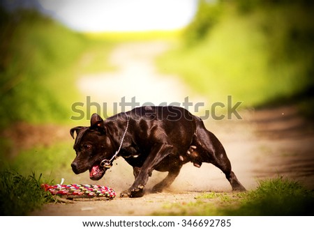 predatory, cheerful, young, beautiful, joyful Staffordshire Bull Terrier puppy or dog out for a walk trying to catch his toy and running and jumping in summer landscape