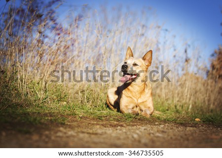 fun and happy red australian cattle dog wait in field road with blue sky summer background