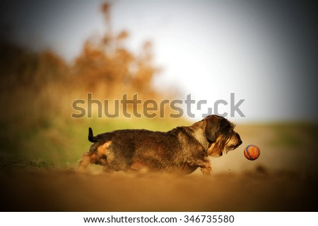 beautiful and playful young dachshund dog or puppy playing with a ball and jumping out on a dirt road autumn background