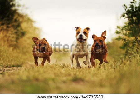 group of three angry and fun American Staffordshire Terrier dog with Staffordshire Bull Terrier puppy running in summer field with sky