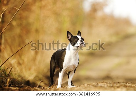 beautiful and sad black and white Boston Terrier dog or French bulldog puppy standing on a dirt road, and sadly gazing into the distance, autumn nature, solitude