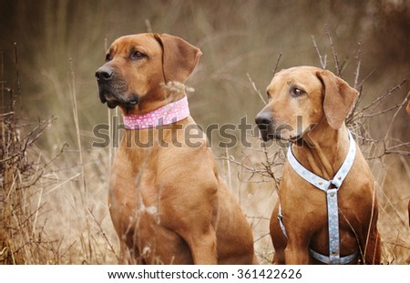 two  sad and lonely old Rhodesian Ridgeback dog waits at a lonely place