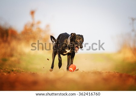 beautiful,fun,young and black whippet dog or puppy running, flying,emotion with ball in summer nature and blue sky,dog trick