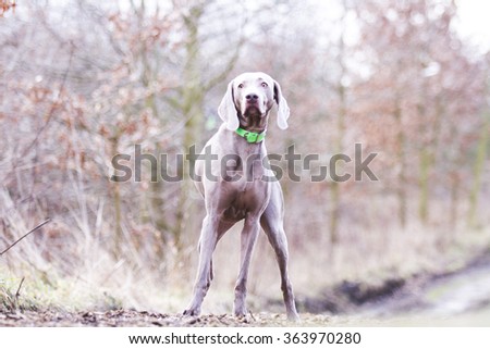 obedient, happy, beautiful, healthy and young weimaraner dog or puppy patiently standing alone on a dirt road, hunting, winter nature