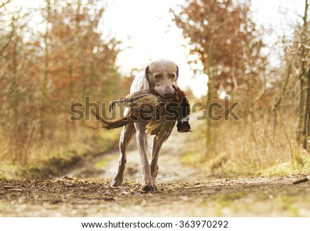 beautiful young weimaraner dog or puppy hold pheasant,hunting