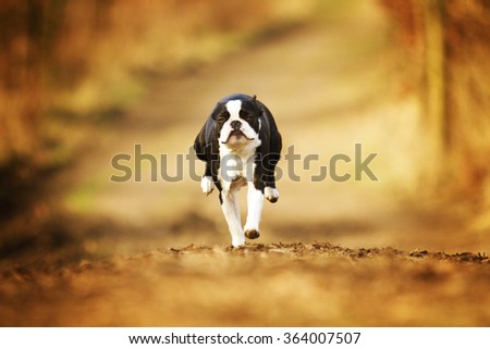 obedient, happy, beautiful, healthy and young black boston terrier or french bulldog puppy running fast on a dirt road, flying