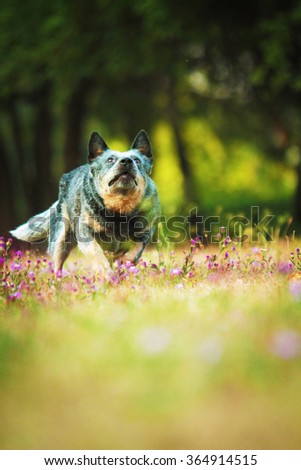 fun and running australian cattle dog puppy with frisbee in summer meadow with rose flower