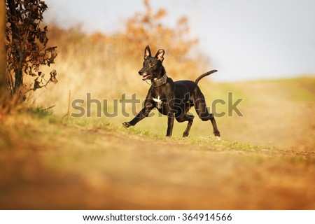 beautiful,fun,young and black whippet dog or puppy running, flying,emotion with ball in summer nature and blue sky,dog trick