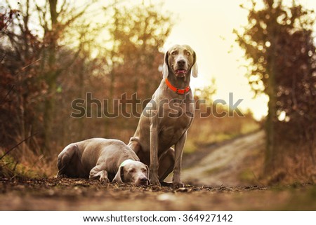 two obedient, happy, beautiful, healthy and young weimaraner dog or puppy patiently standing alone on a dirt road, hunting, spring nature