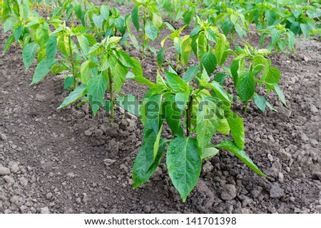 Pepper seedling on a bed after the rain