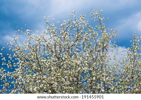 Apple tree blossom against the storm sky