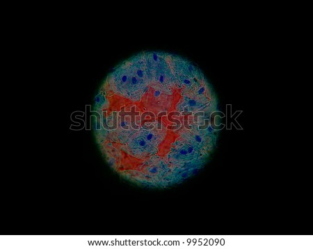 animal cell microscope. stock photo : animal cell