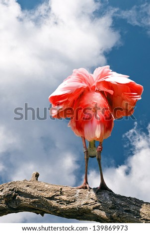 Beautiful pink bird on the background of blue sky/Pink bird/Pink bird