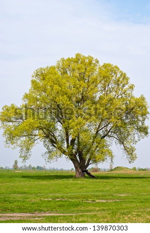 Tree on a background of blue sky and green grass/Tree/Tree