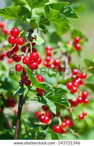 Branch of red currants/Red currants/Red currants
