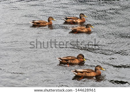 Flock of wild ducks in the Baltic Sea, Klaipeda, Lithuania/Wild ducks/Wild ducks