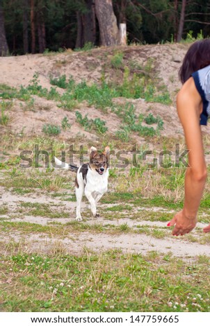 Young dog runs to the girl/Young dog/Young dog runs to the girl